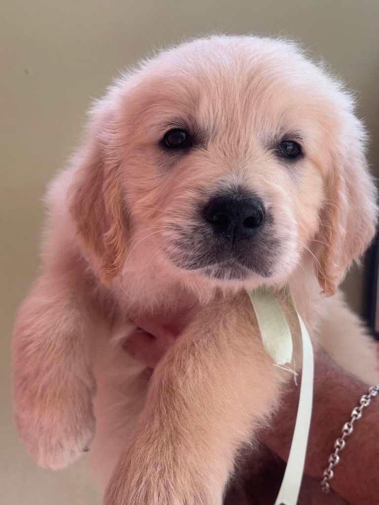 chiot Golden Retriever Karine Winterstein