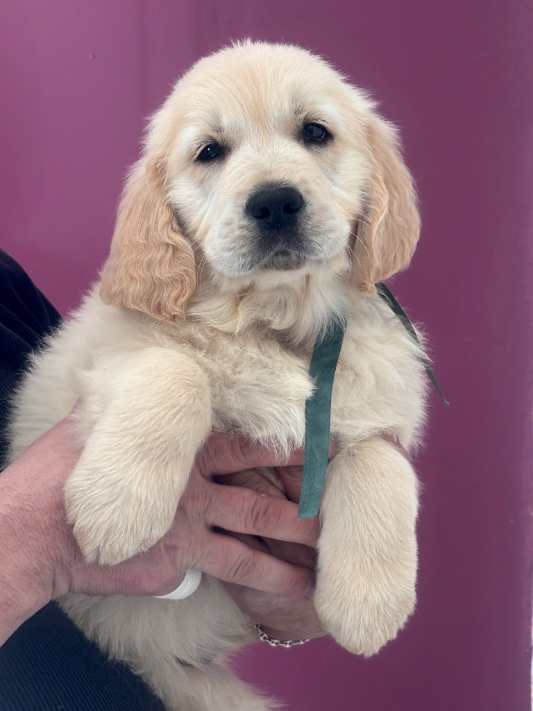 Karine Winterstein - Chiot disponible  - Golden Retriever