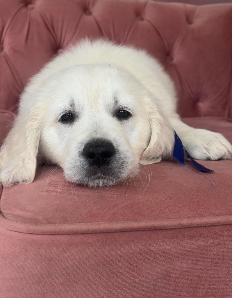 Karine Winterstein - Chiot disponible  - Golden Retriever