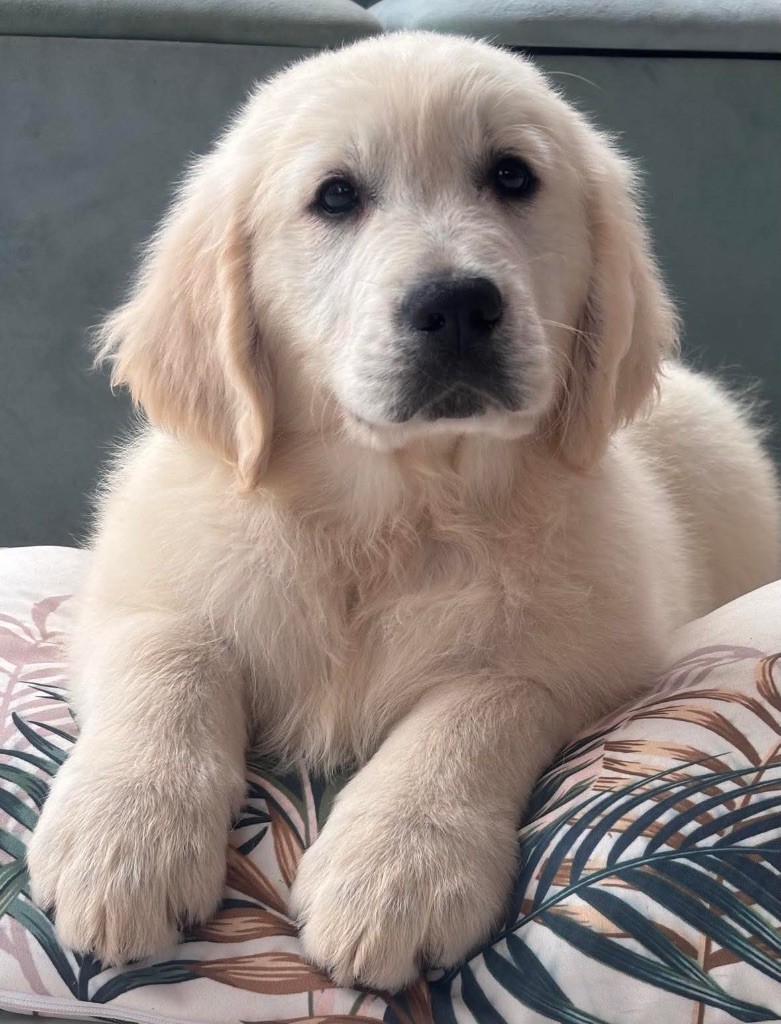 Karine Winterstein - Chiot disponible  - Golden Retriever