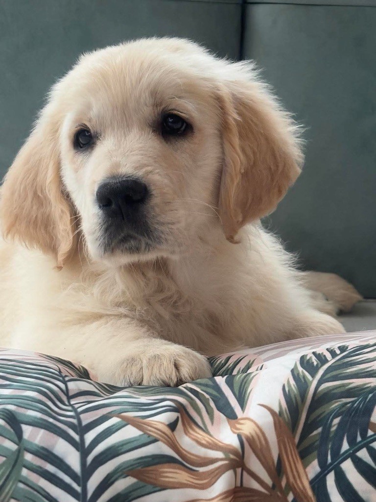 Karine Winterstein - Chiot disponible  - Golden Retriever