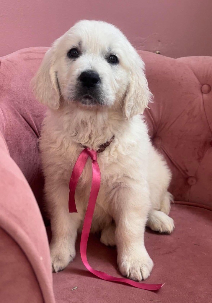 Karine Winterstein - Chiot disponible  - Golden Retriever