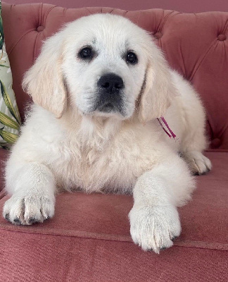 Karine Winterstein - Golden Retriever - Portée née le 14/11/2024