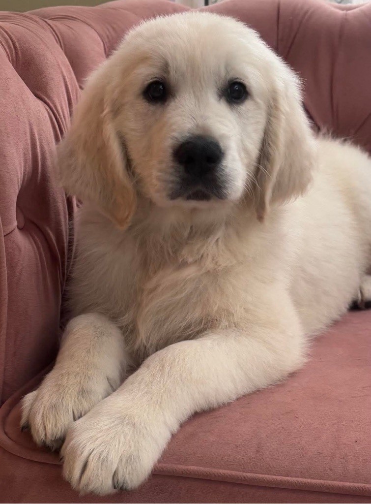 Karine Winterstein - Chiot disponible  - Golden Retriever