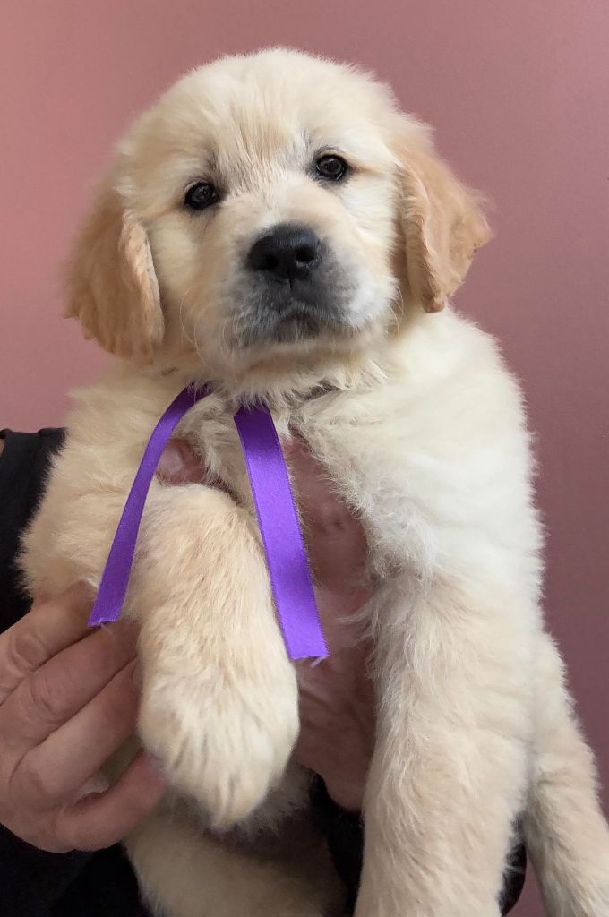 Karine Winterstein - Chiot disponible  - Golden Retriever