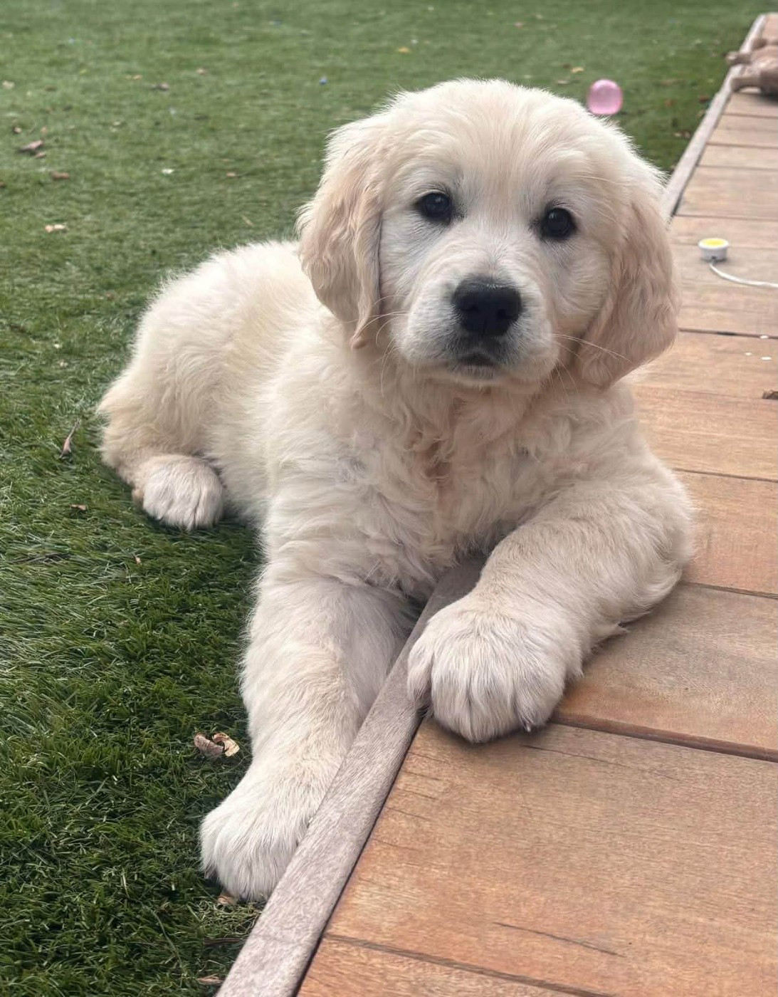 Ayoha Lady Safira Des Puppys Goldens Love