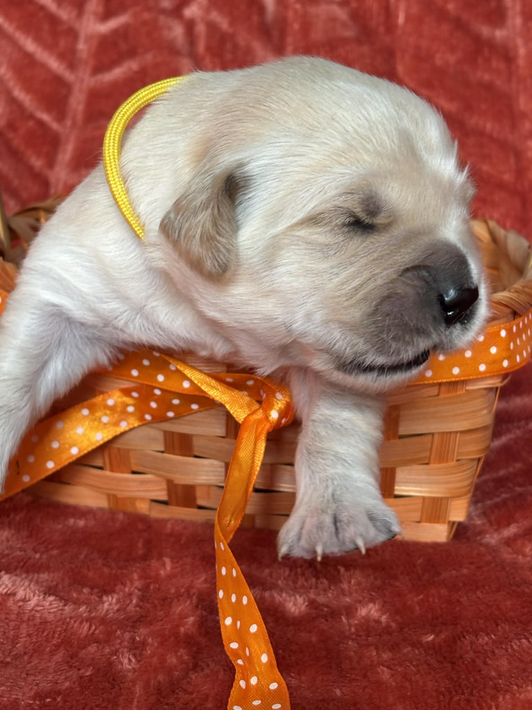 Chiot Golden Retriever Karine Winterstein