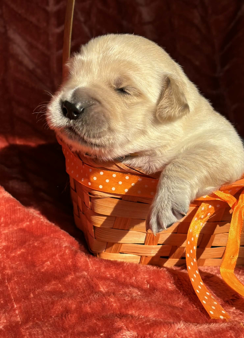 Karine Winterstein - Chiots disponibles - Golden Retriever