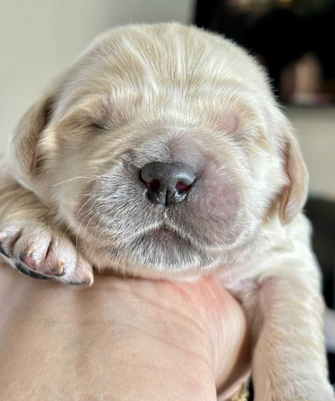 Karine Winterstein - Chiots disponibles - Golden Retriever