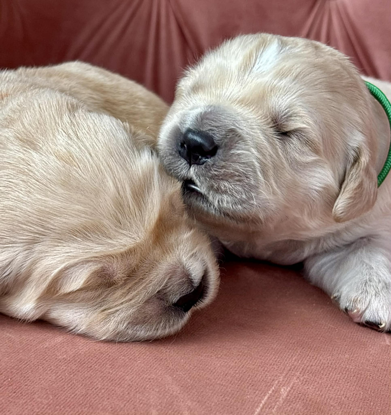 Karine Winterstein - Chiots disponibles - Golden Retriever