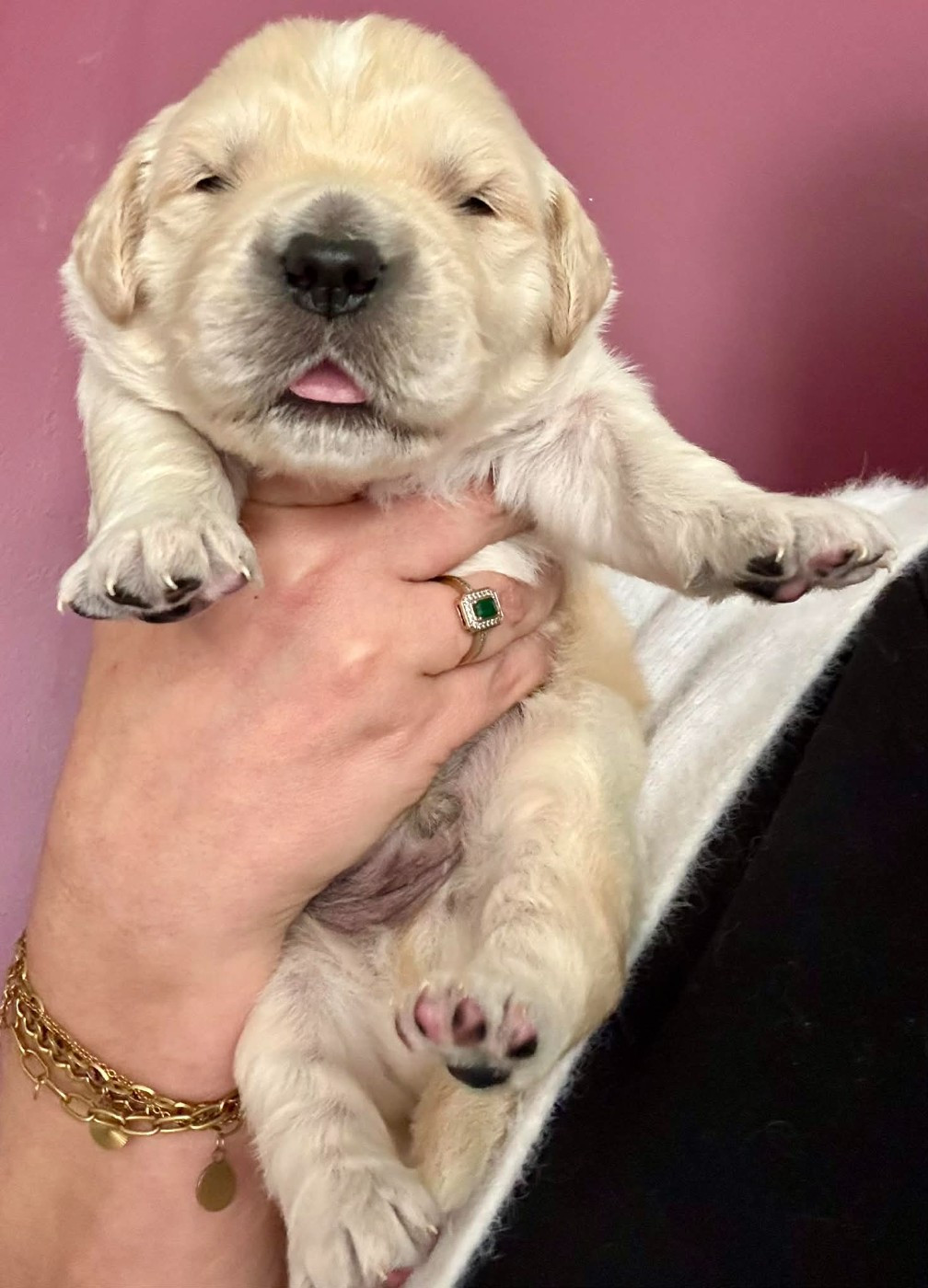 Karine Winterstein - Chiots disponibles - Golden Retriever