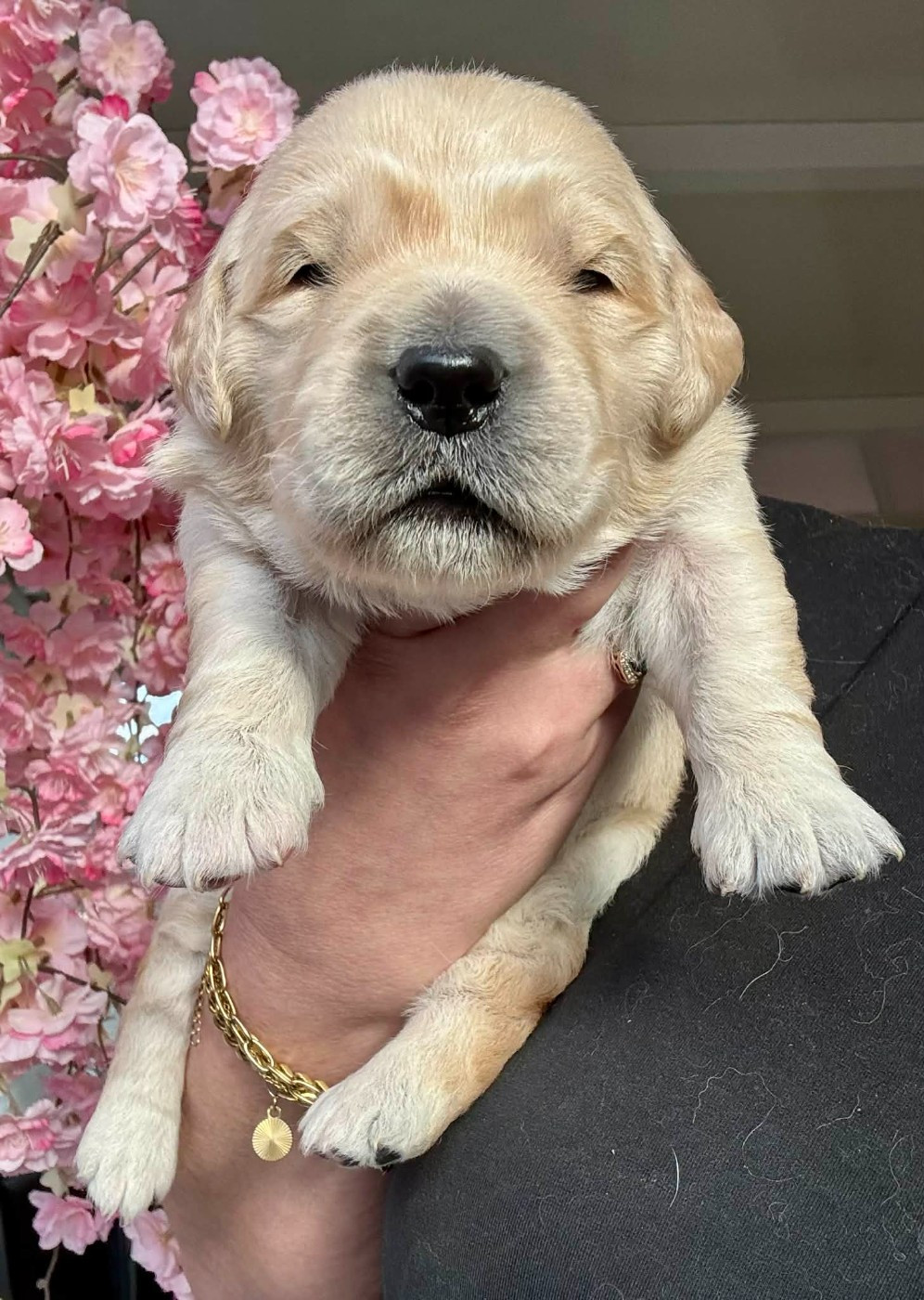 Karine Winterstein - Chiots disponibles - Golden Retriever