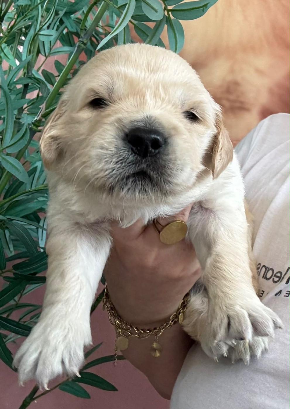 Karine Winterstein - Chiots disponibles - Golden Retriever