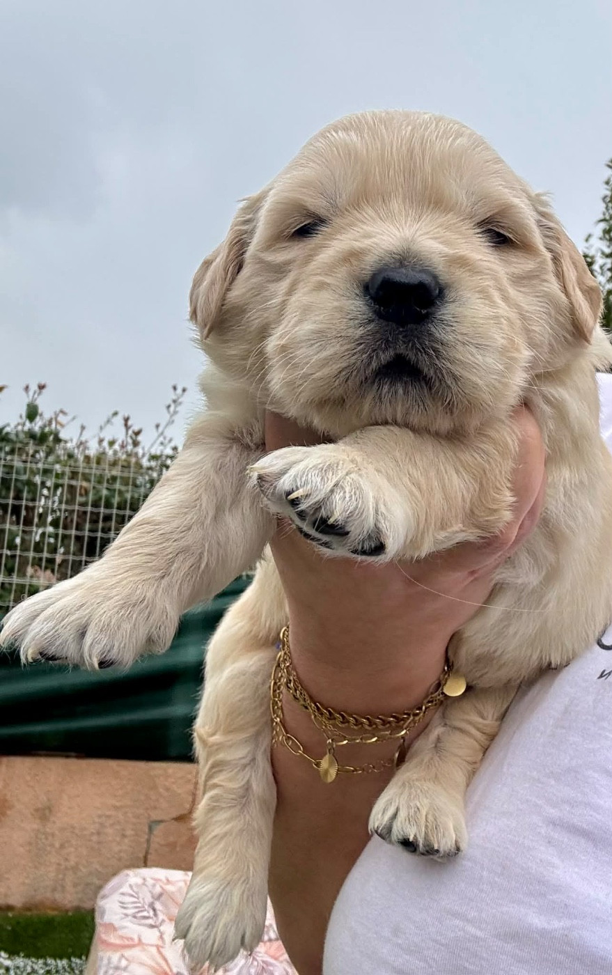 Karine Winterstein - Chiots disponibles - Golden Retriever