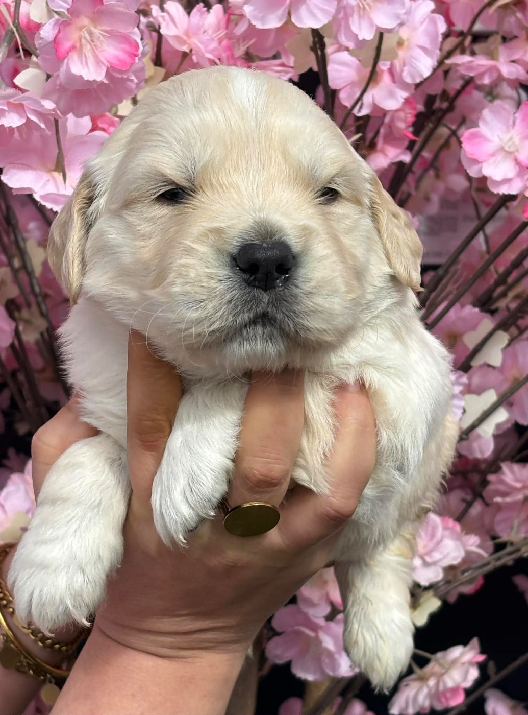 Karine Winterstein - Chiots disponibles - Golden Retriever