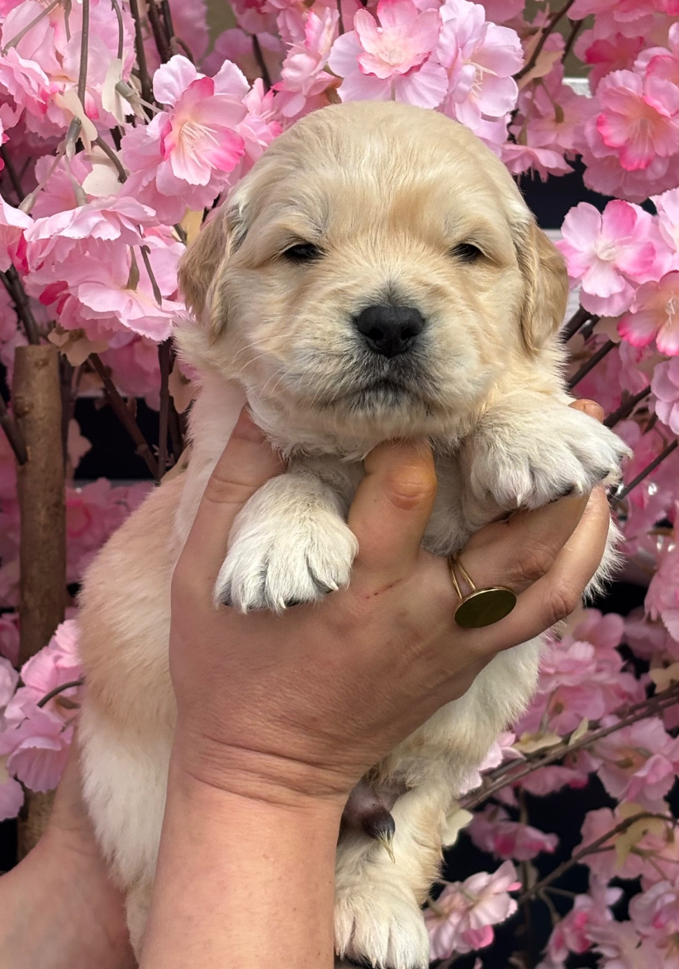 Karine Winterstein - Chiots disponibles - Golden Retriever
