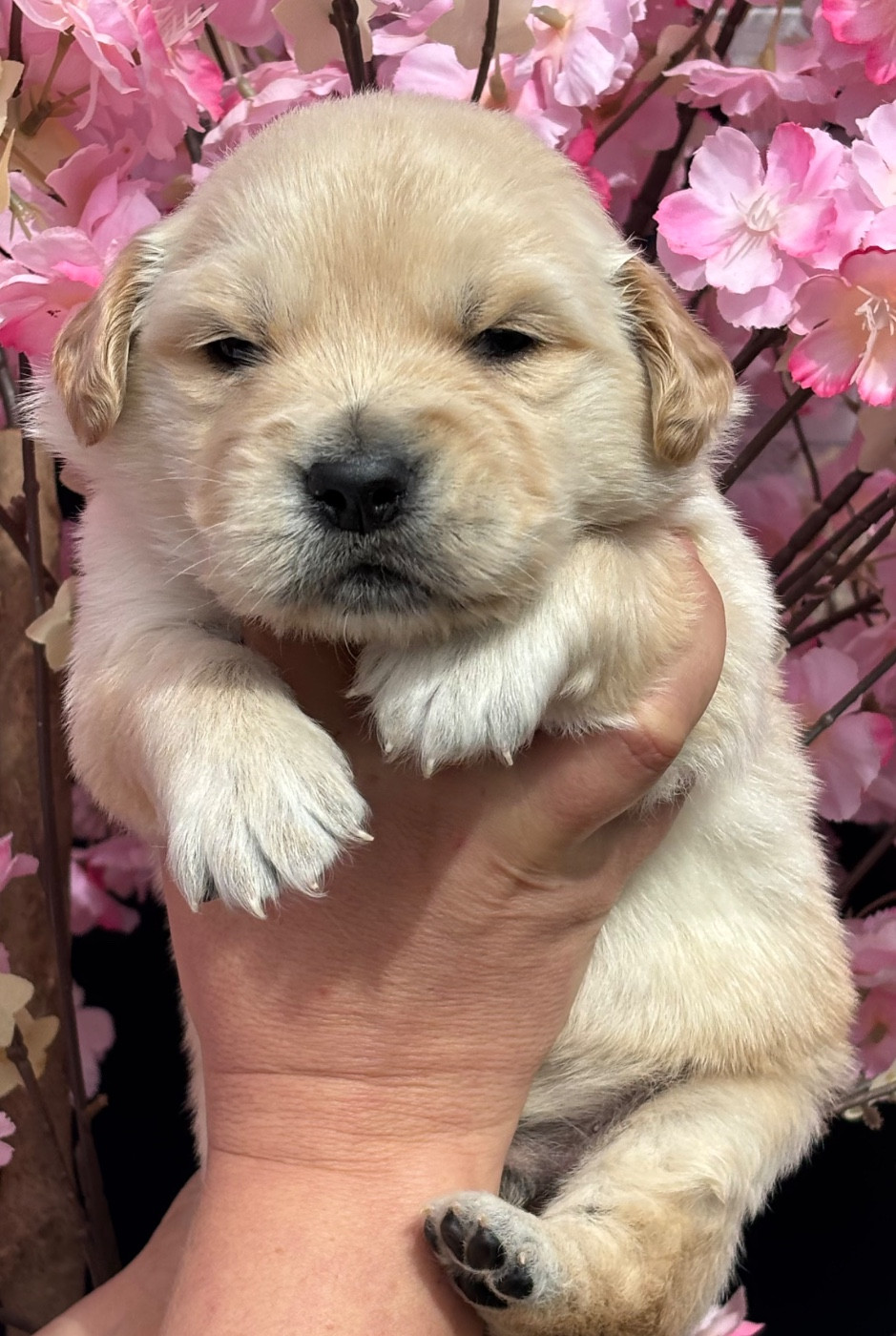 Karine Winterstein - Chiots disponibles - Golden Retriever