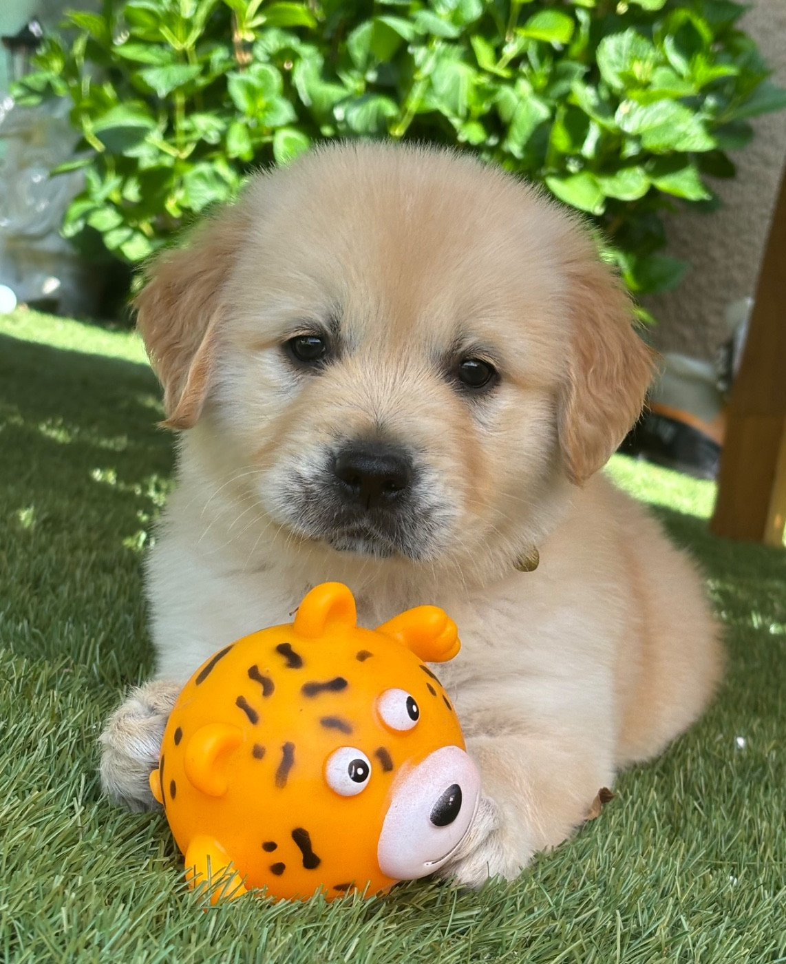 Karine Winterstein - Chiots disponibles - Golden Retriever
