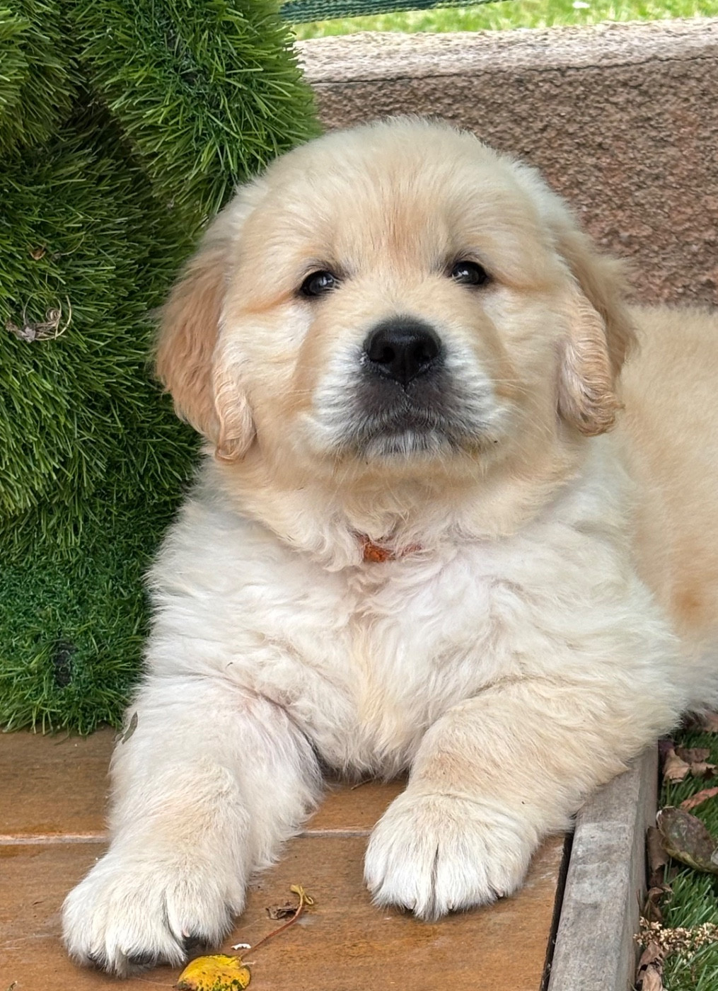 Karine Winterstein - Golden Retriever - Portée née le 13/03/2026