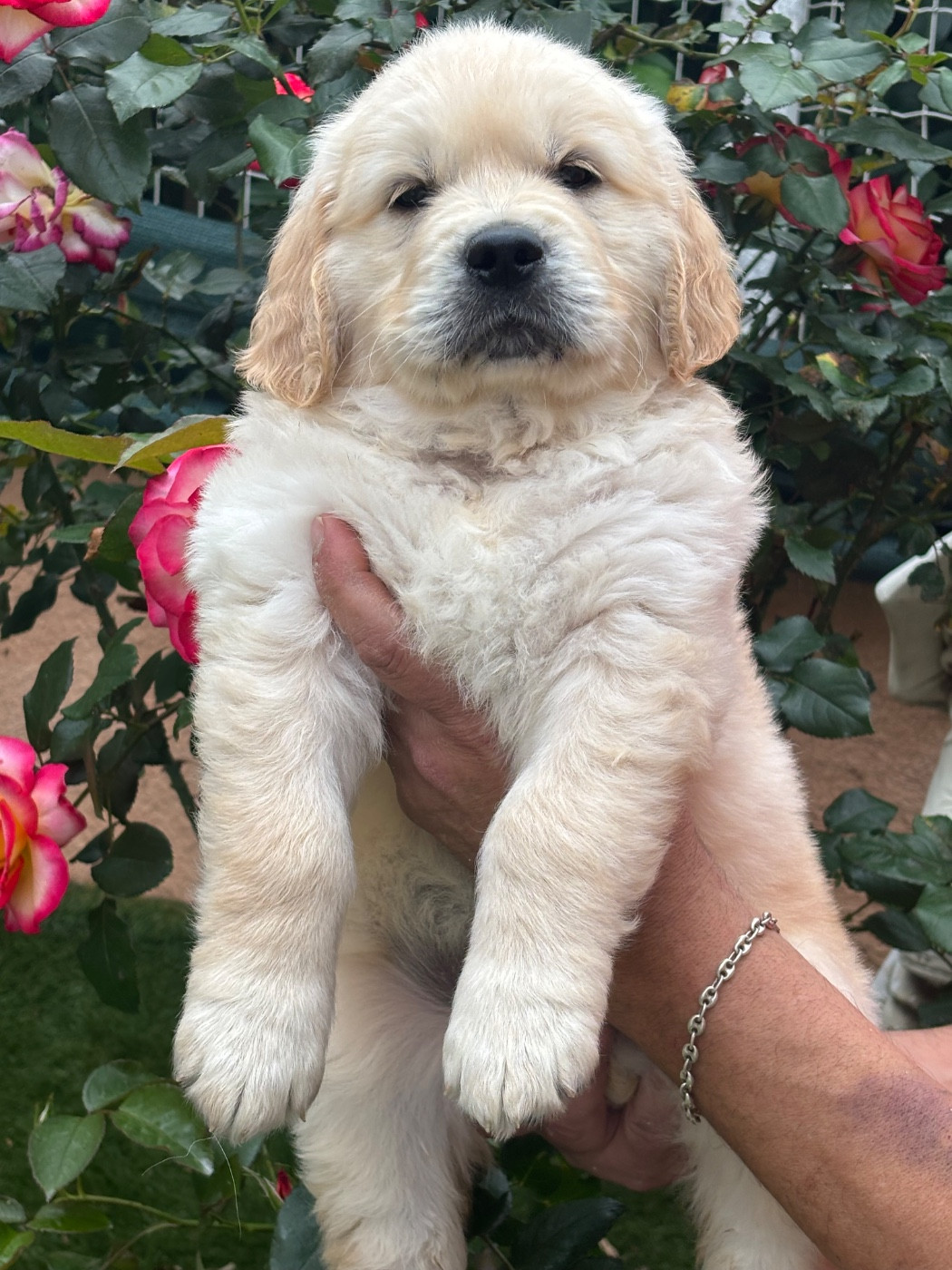 Karine Winterstein - Chiots disponibles - Golden Retriever