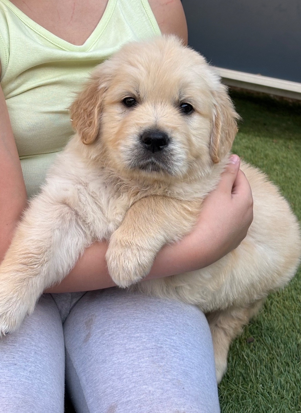 Karine Winterstein - Chiots disponibles - Golden Retriever