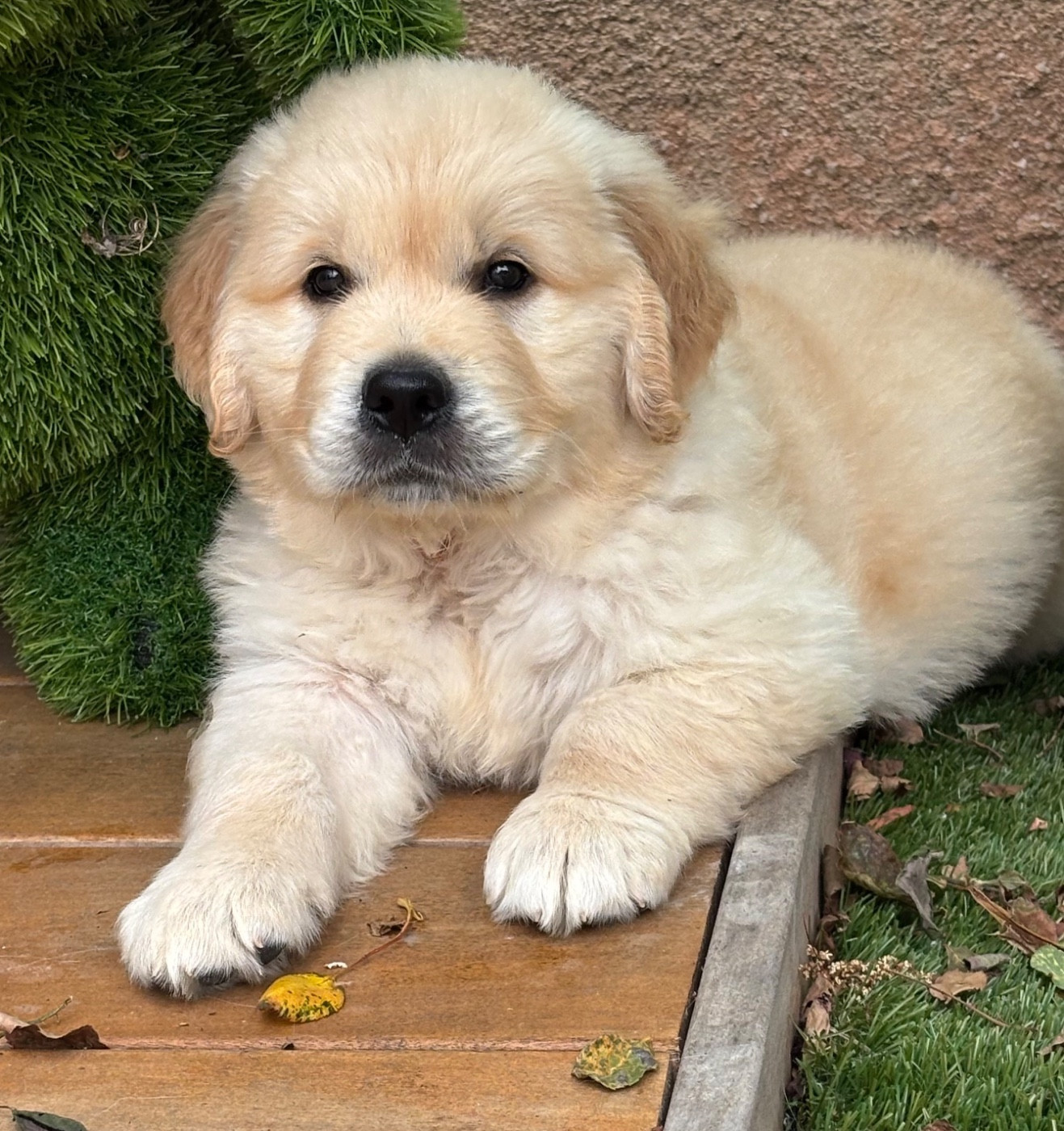 Karine Winterstein - Chiots disponibles - Golden Retriever