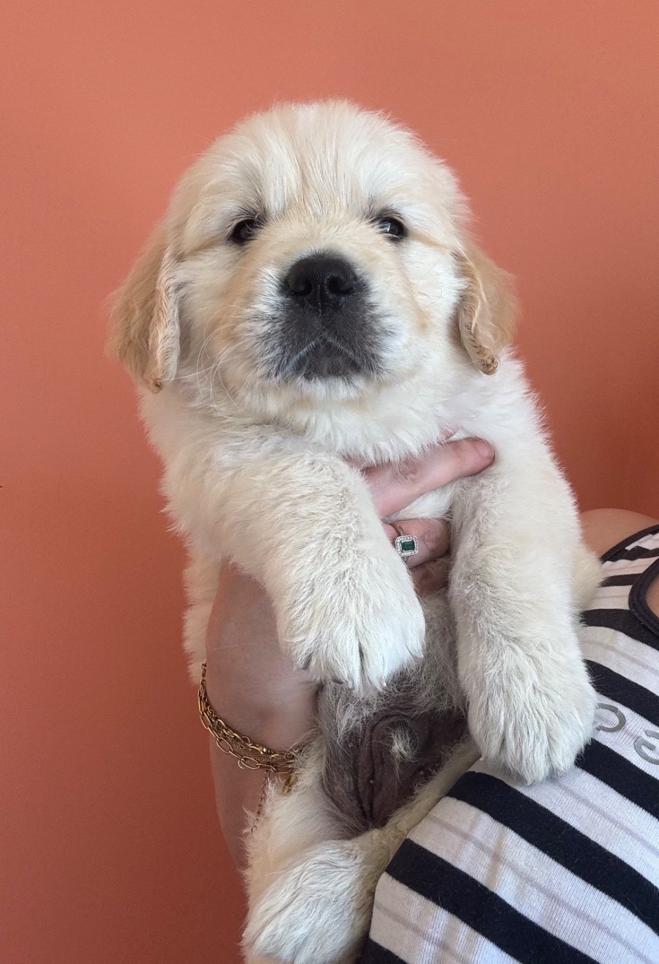 Karine Winterstein - Chiots disponibles - Golden Retriever