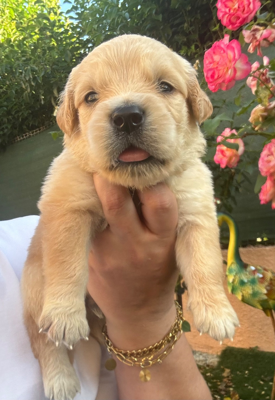 Karine Winterstein - Chiots disponibles - Golden Retriever