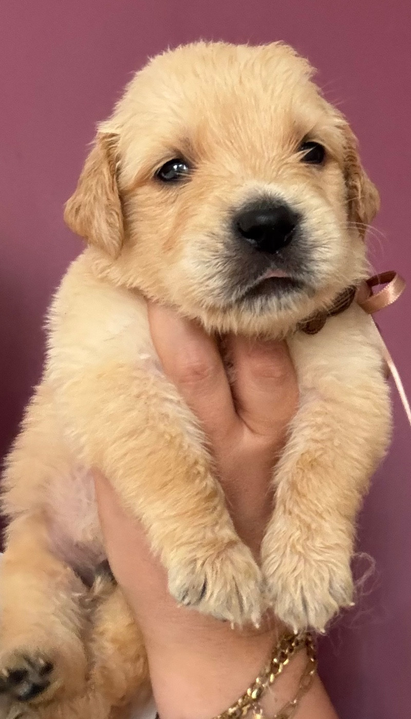 Karine Winterstein - Chiots disponibles - Golden Retriever