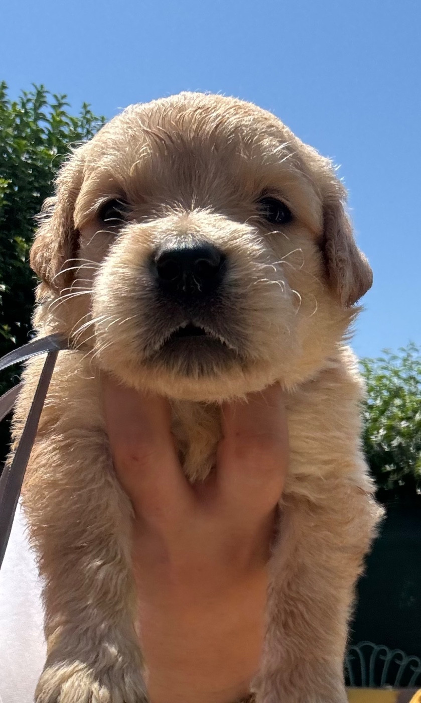 Karine Winterstein - Chiots disponibles - Golden Retriever