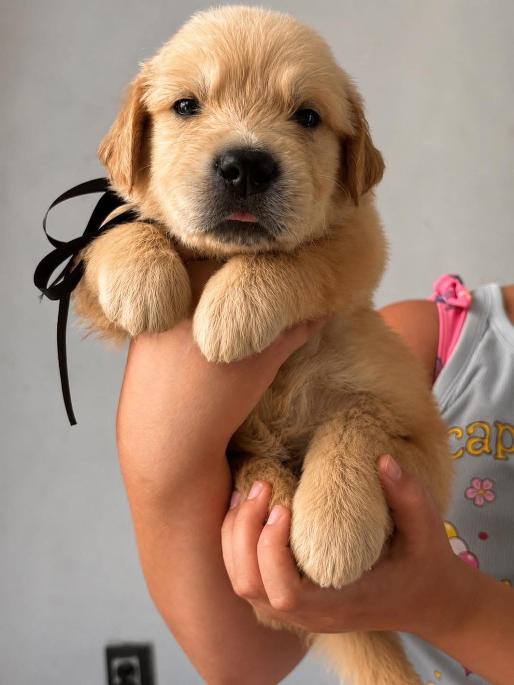 Chiot Golden Retriever Karine Winterstein
