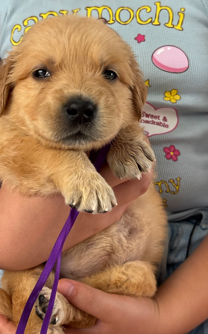 Karine Winterstein - Chiots disponibles - Golden Retriever