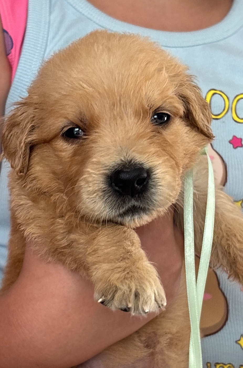 Karine Winterstein - Chiots disponibles - Golden Retriever