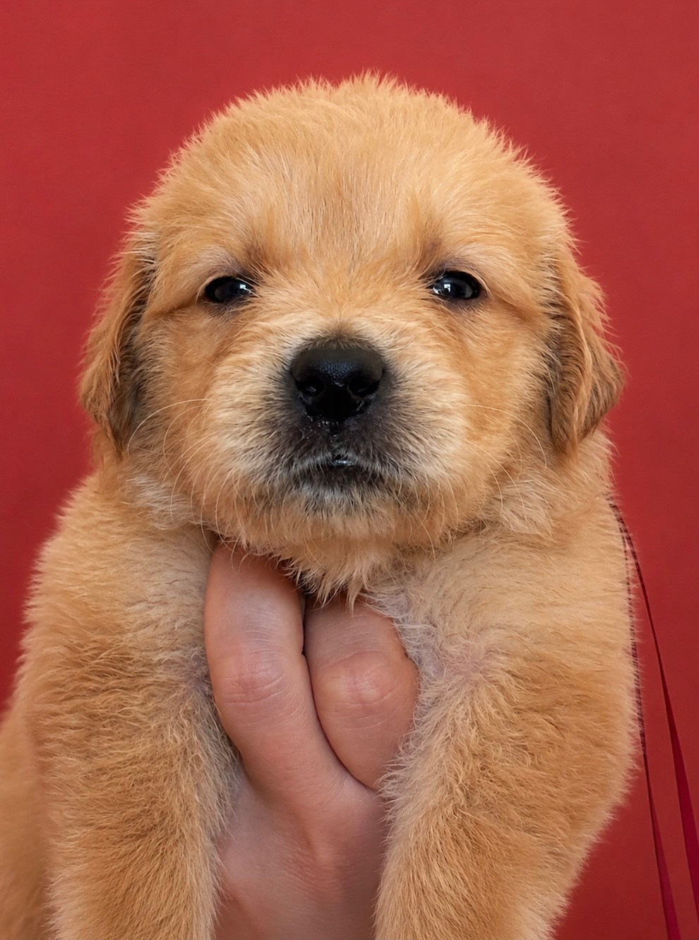 Karine Winterstein - Chiots disponibles - Golden Retriever