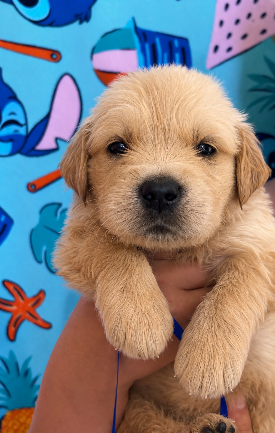 Karine Winterstein - Chiots disponibles - Golden Retriever