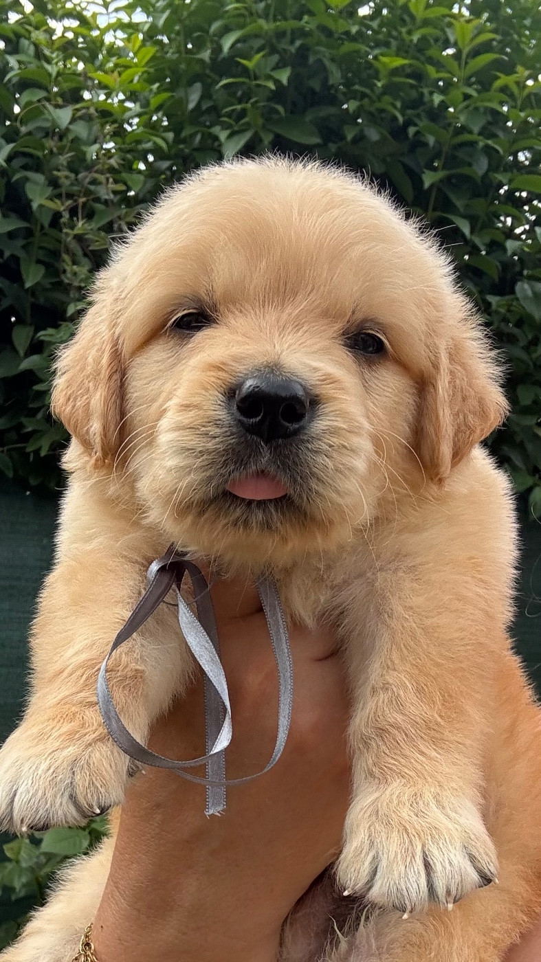 Karine Winterstein - Chiots disponibles - Golden Retriever