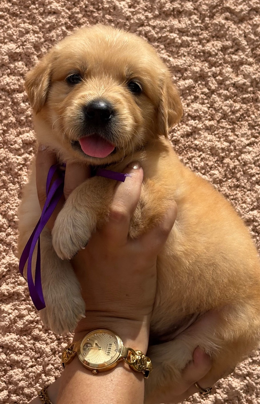 Karine Winterstein - Chiots disponibles - Golden Retriever