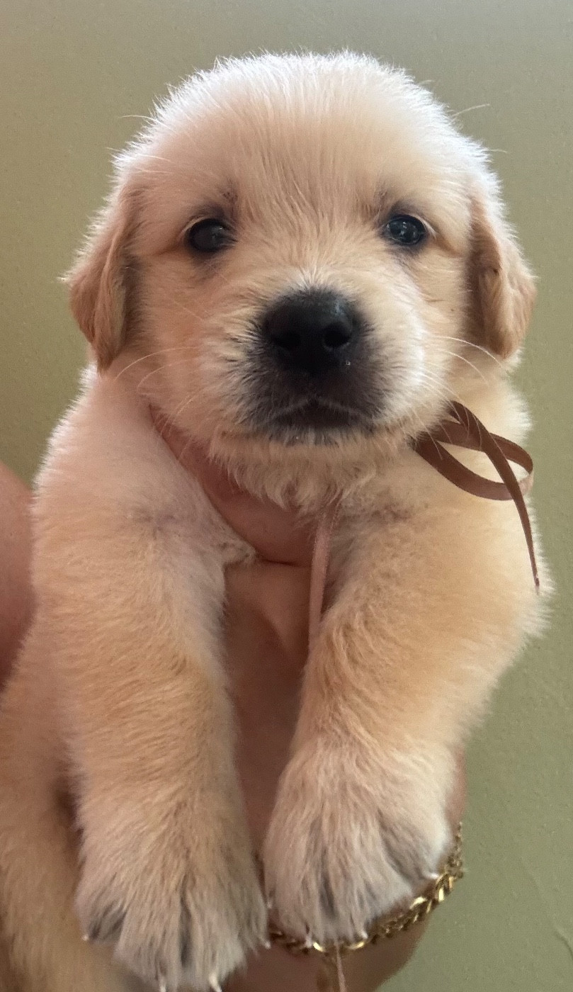 Karine Winterstein - Chiots disponibles - Golden Retriever