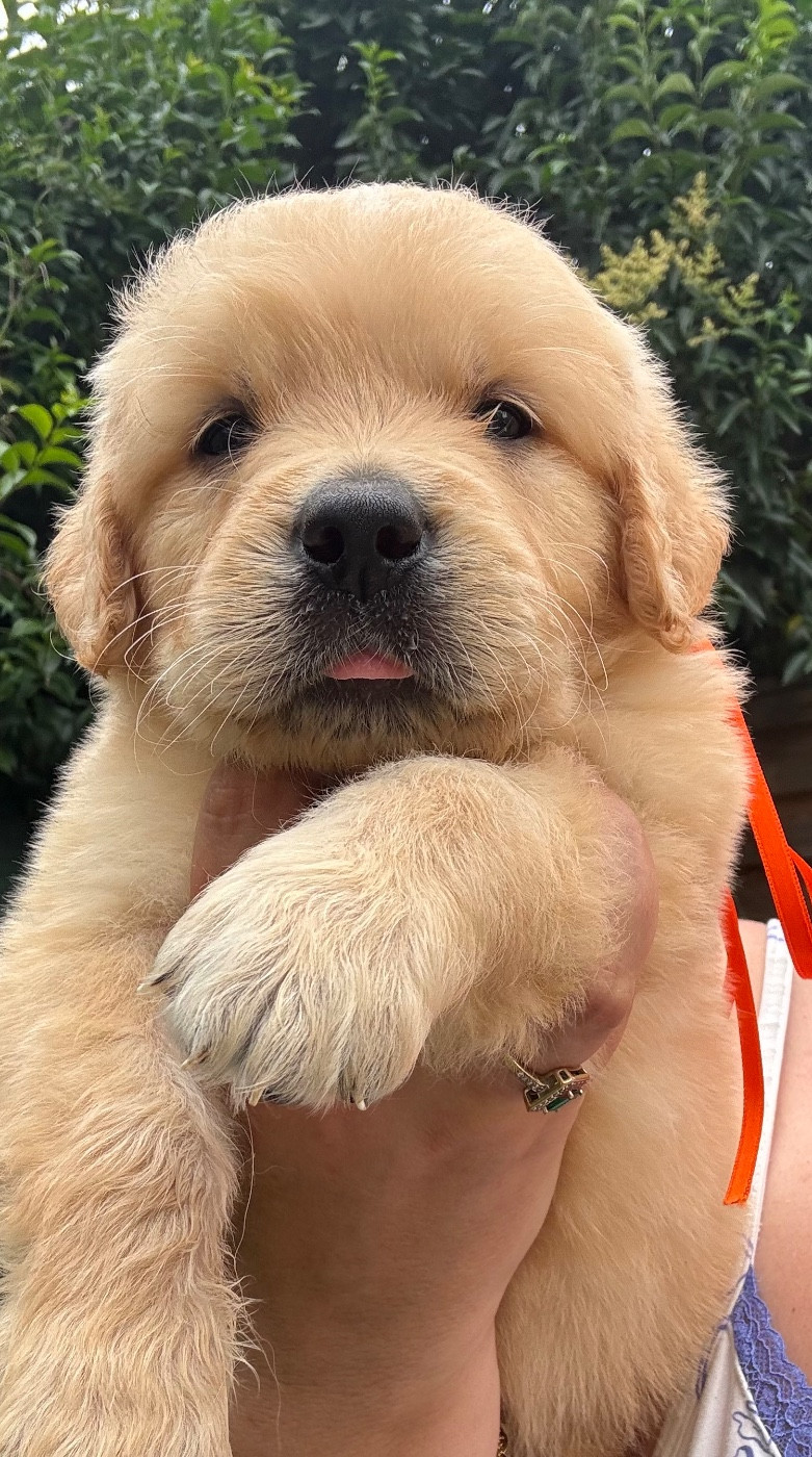 Karine Winterstein - Chiots disponibles - Golden Retriever