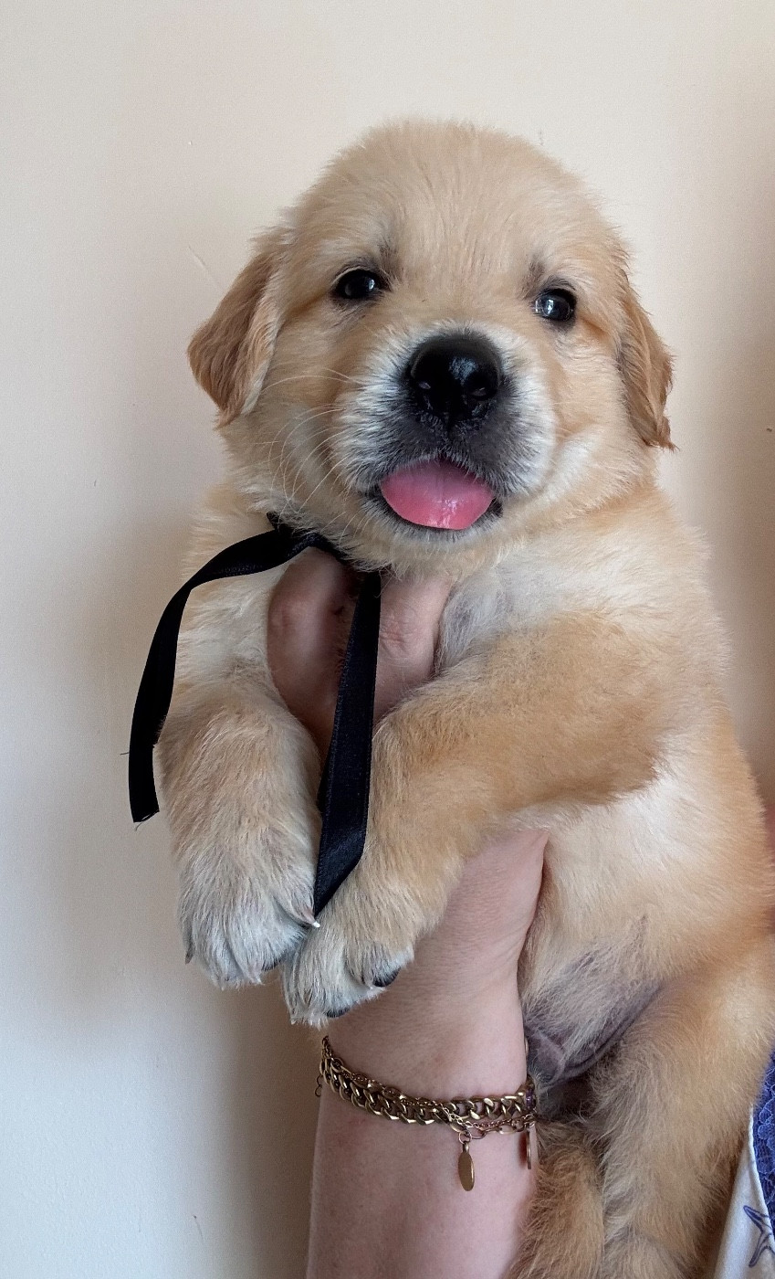 Karine Winterstein - Chiots disponibles - Golden Retriever