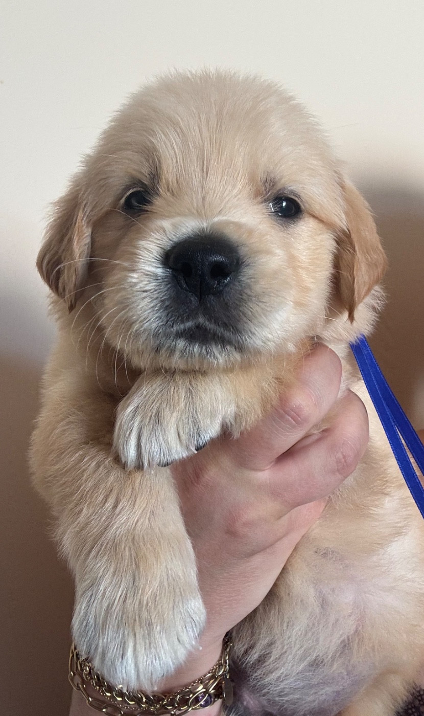 Karine Winterstein - Chiots disponibles - Golden Retriever