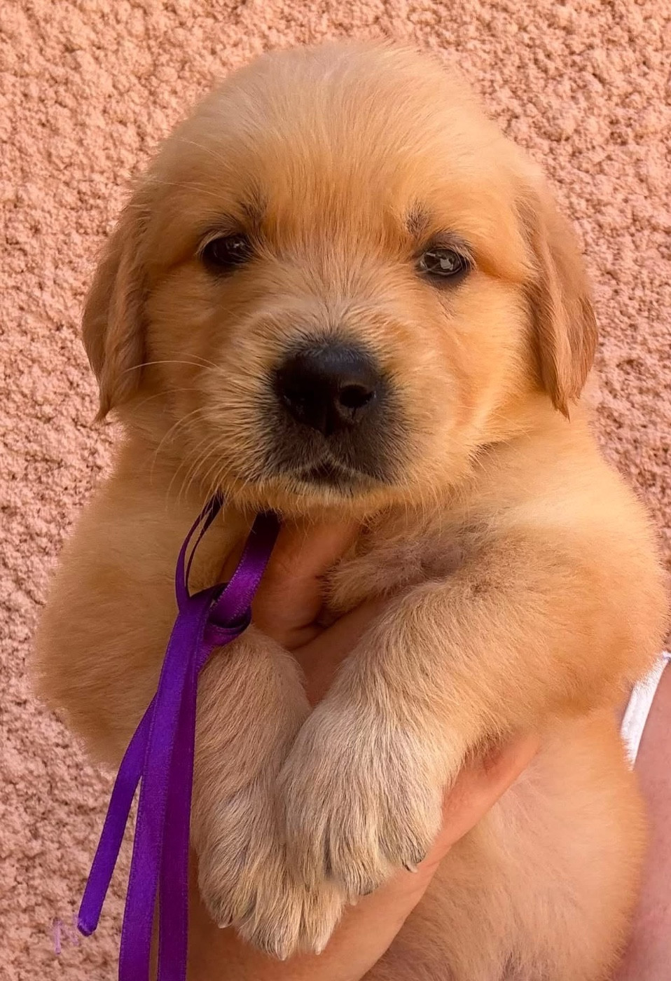 Karine Winterstein - Chiots disponibles - Golden Retriever