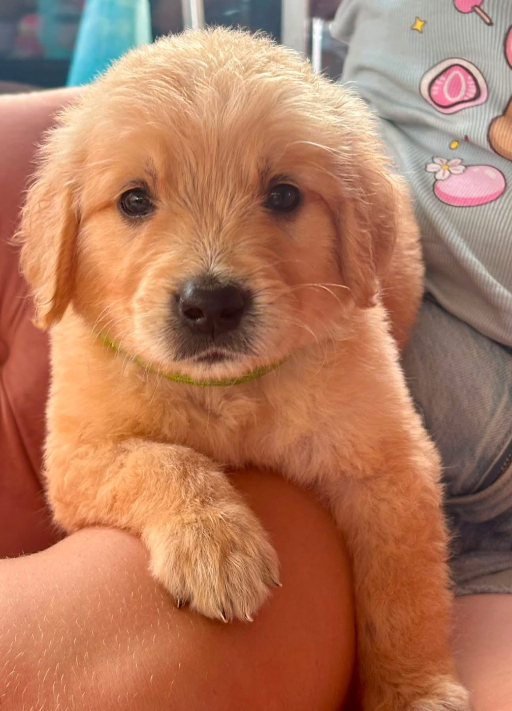 Karine Winterstein - Chiots disponibles - Golden Retriever