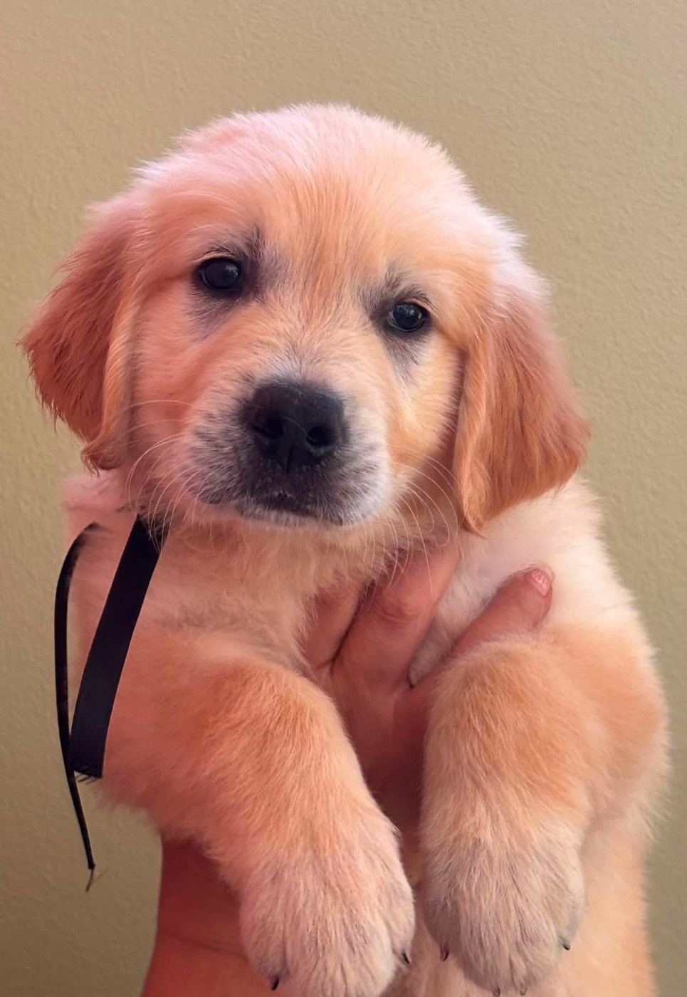 Karine Winterstein - Chiots disponibles - Golden Retriever