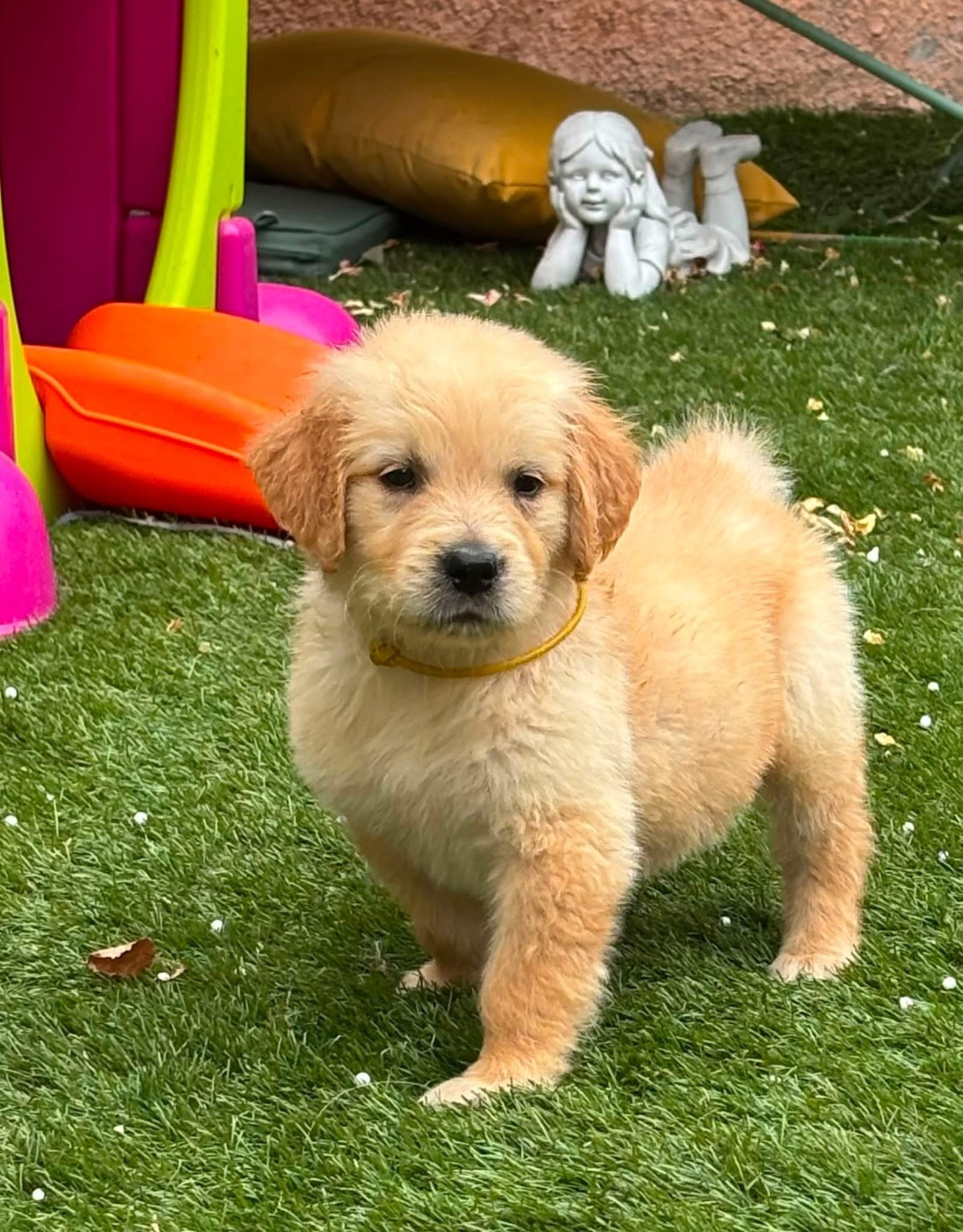 Karine Winterstein - Chiots disponibles - Golden Retriever