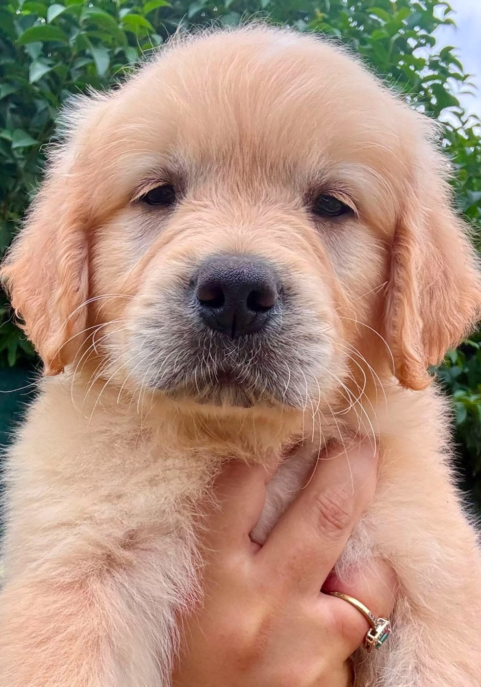 Karine Winterstein - Chiots disponibles - Golden Retriever