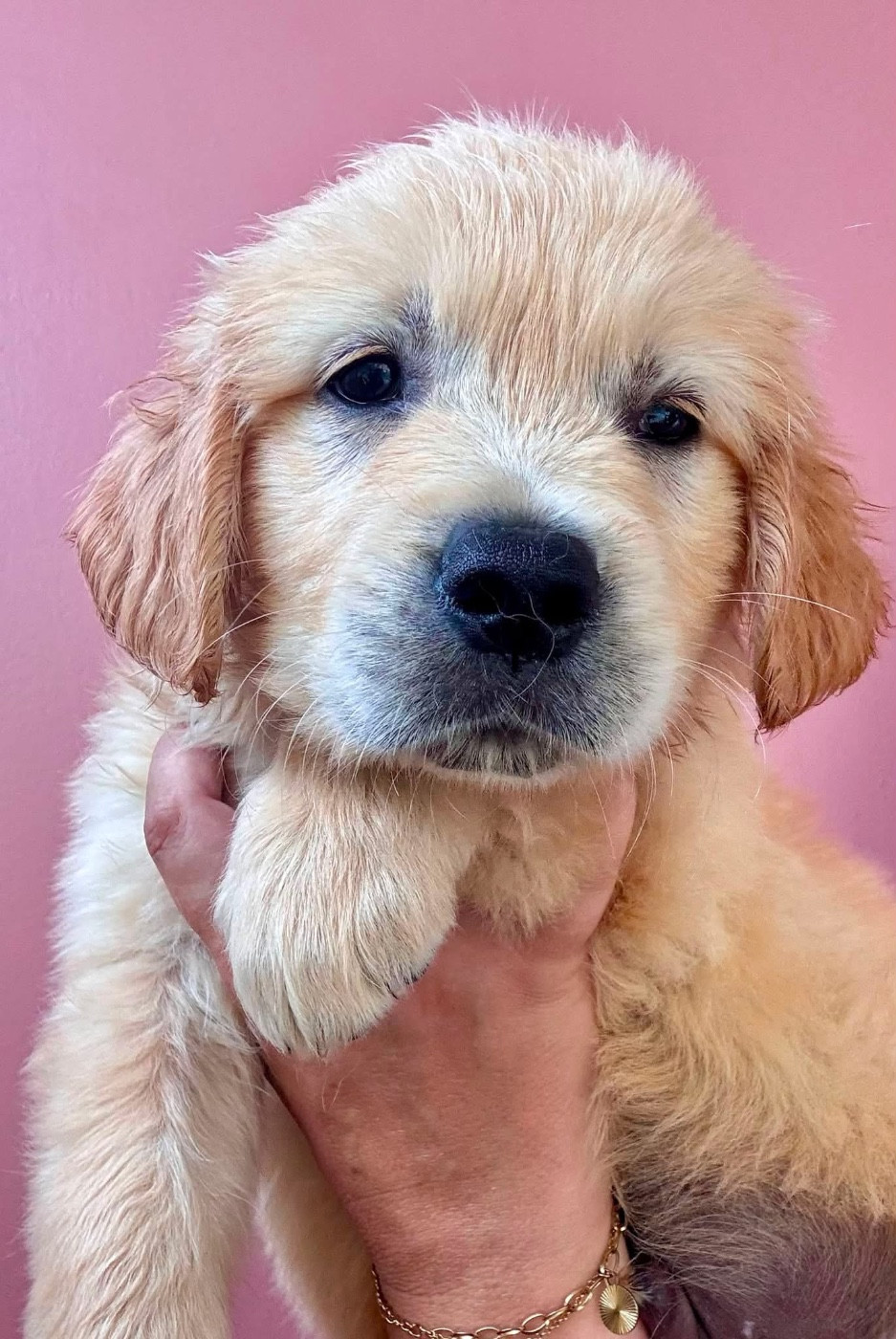 Karine Winterstein - Chiots disponibles - Golden Retriever