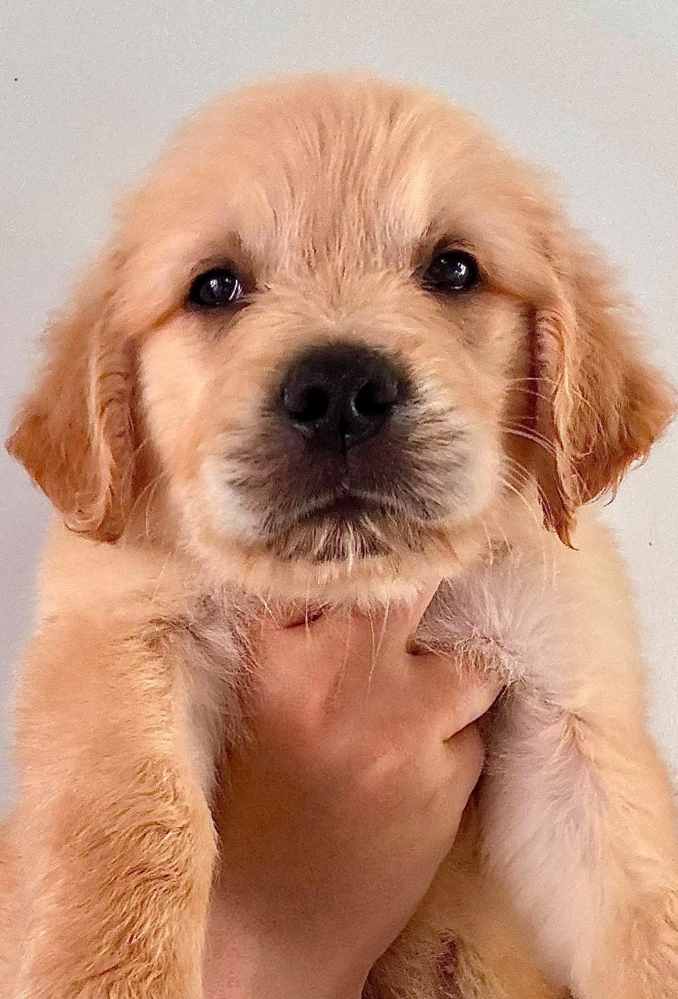 Karine Winterstein - Chiots disponibles - Golden Retriever