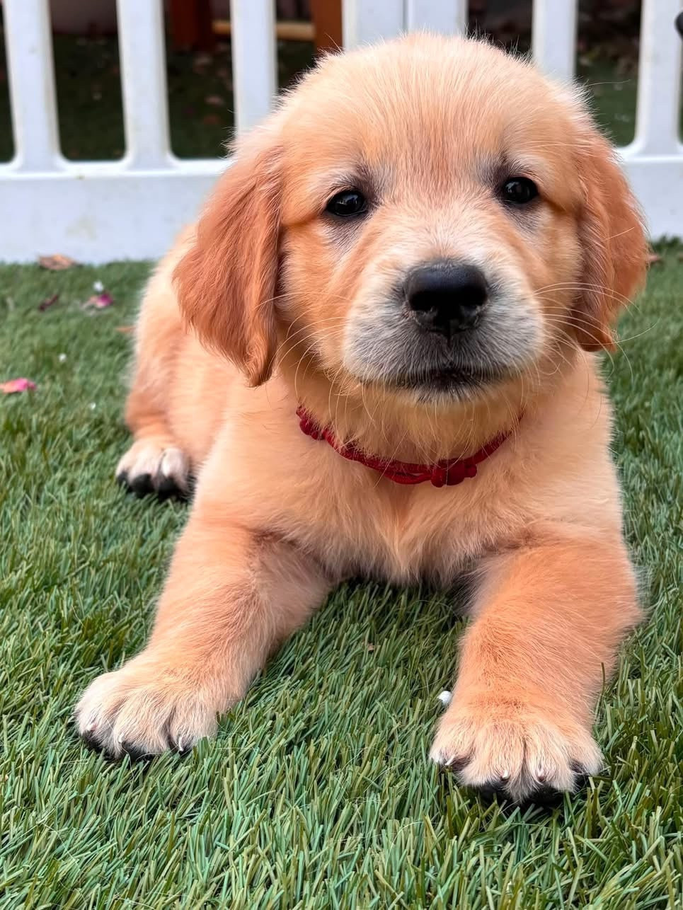Karine Winterstein - Chiots disponibles - Golden Retriever