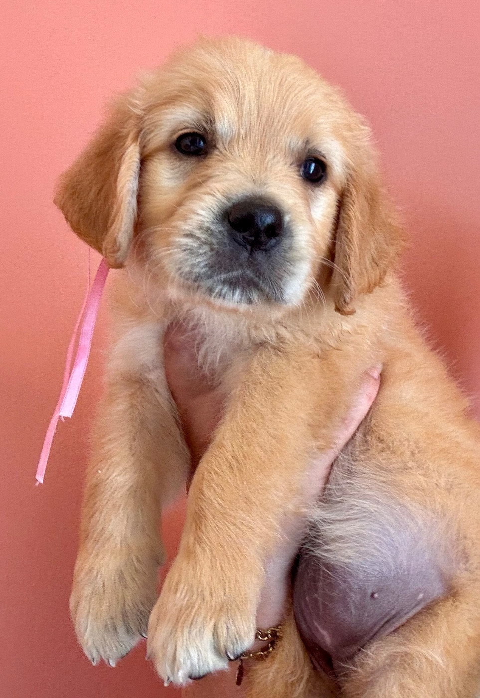 Karine Winterstein - Chiots disponibles - Golden Retriever